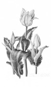Tulip 'Stresa'