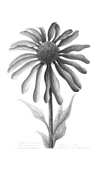 Echinacea Deep Rose