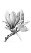 Magnolia II
